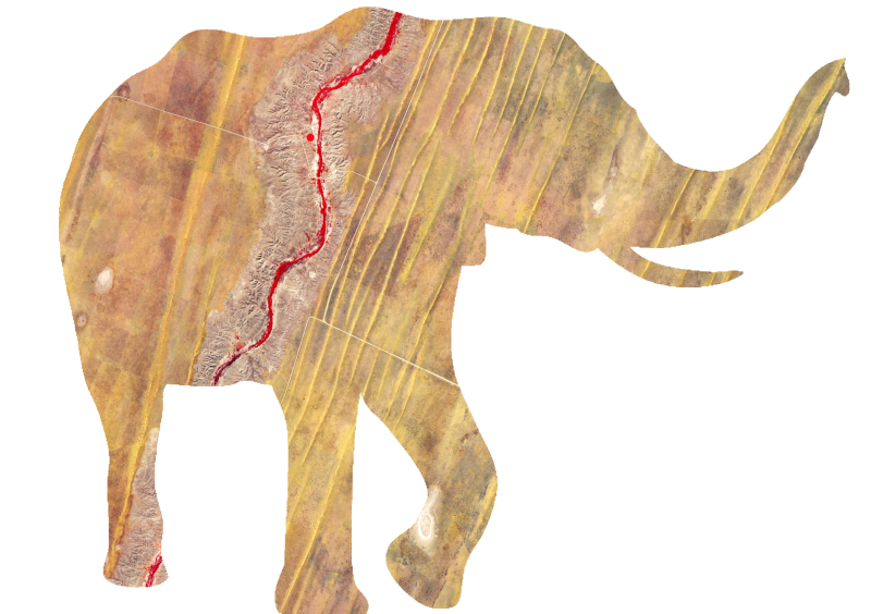 namibia_kalahari_elefant_RSBiodiv.png