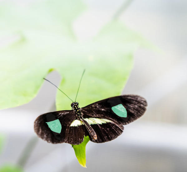 Butterfly on a flower