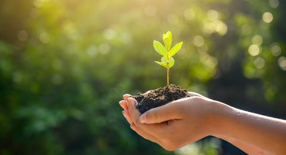 Plant in hand