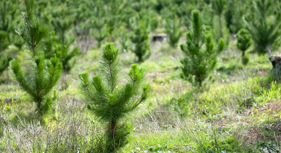 Sustainable sources of paper