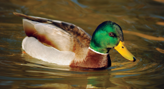 a wild duck floating on a lake