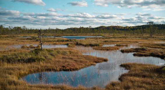 A northern European bog