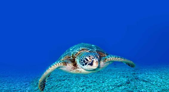 Hawksbill turtle swimming in shallow ocean waters.